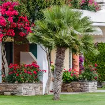 Natural Palm Tree